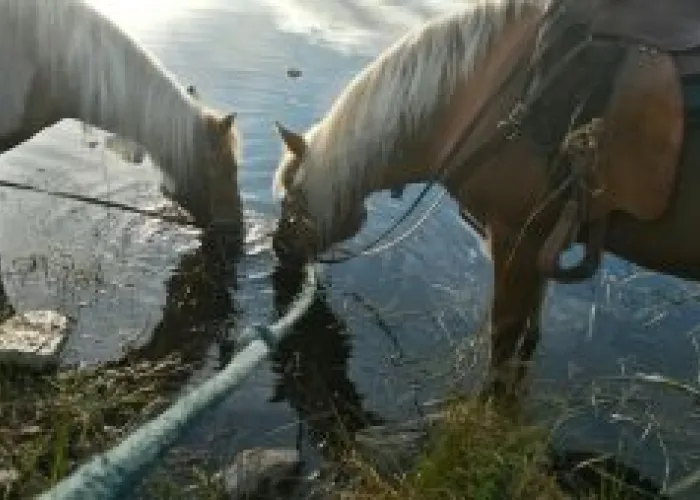 Two horses drinking water