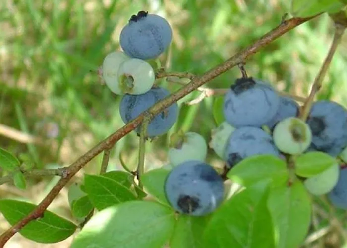 Blueberries