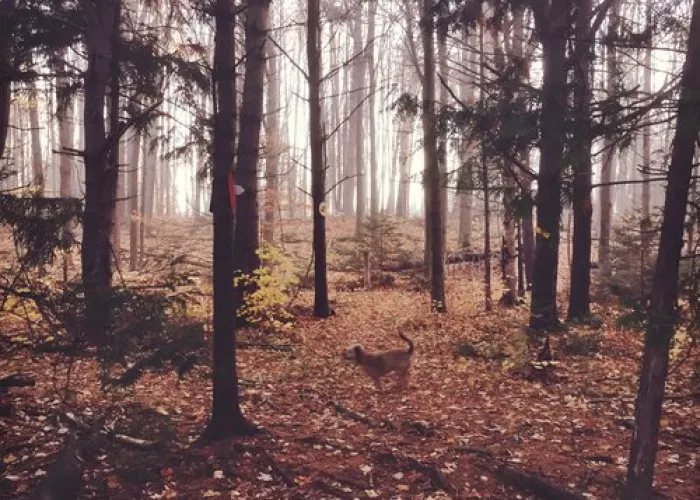 Dog walking the trail at Nayler's Commons Wetland and Trails in Marmora, Ontario