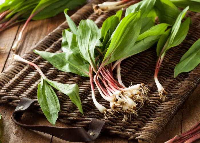 Leeks foraged from forest floor